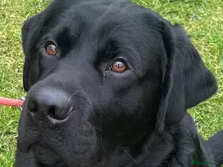 Labrador Retriever dogs Beautiful Loving Boy Looking for his Forever Home - Advert 12