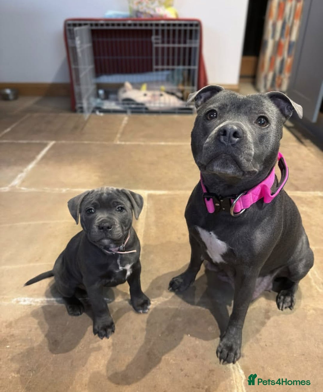 Staffordshire Bull Terrier dogs for sale: Gorgeous Blue&Black Pedigree Staffy’s Puppies  - Advert 6