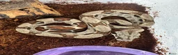 Boa Snake reptiles for sale: Common boas for sale  in Birmingham - Advert 2