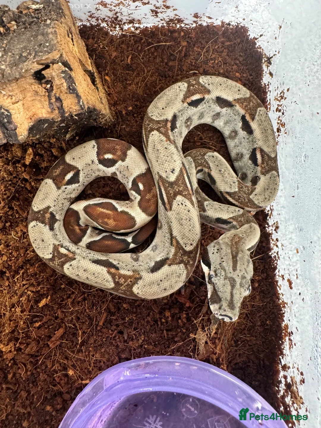 Boa Snake reptiles for sale: Common boas for sale  in Birmingham - Advert 2