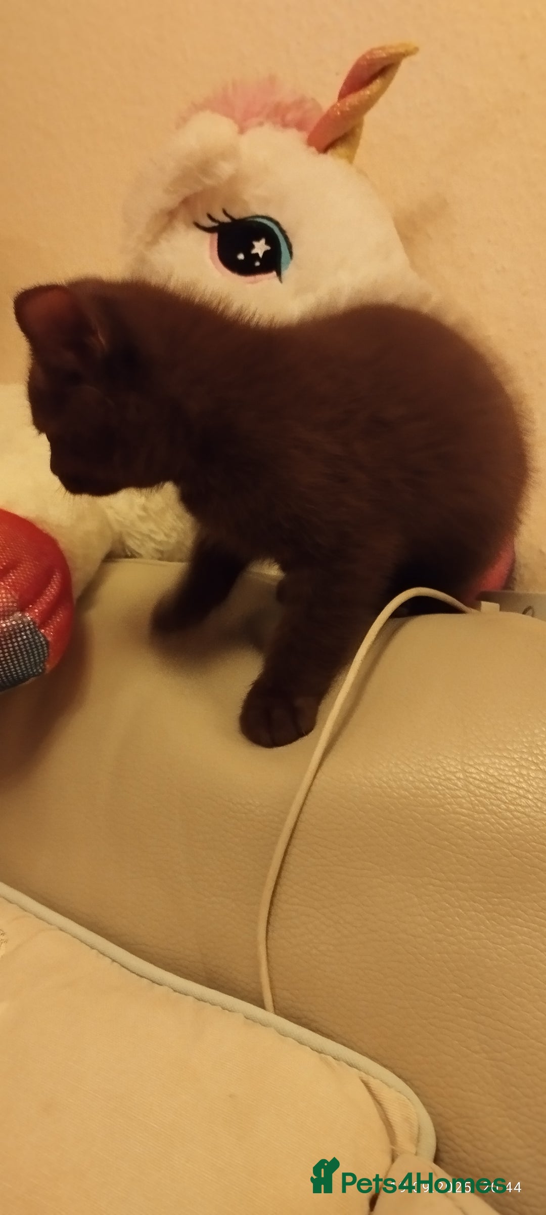 British Shorthair cats for sale: Rare Chocolate & Black Kittens – Ready Now 🐾 - Image 18