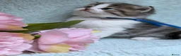 British Longhair cats for sale: BLH Adorable unique kittens TICA in Barnsley - Advert 6