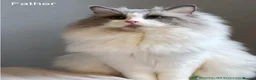 Ragdoll cats for sale: Pure bred Female Ragdoll Kittens Bi-Colour  - Advert 9