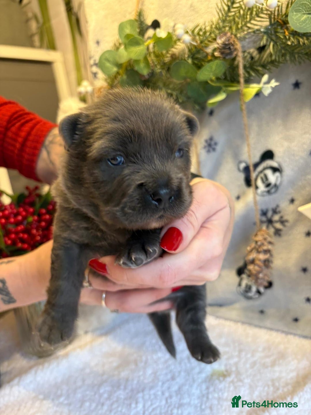 Mixed Breed dogs for sale: 🩷 STUNNING FRENCH CHOWS🩵 - Advert 2