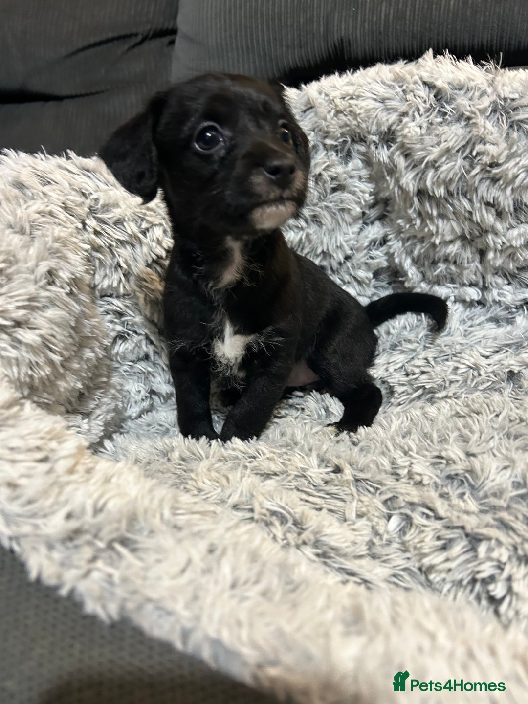 Chipoo dogs for sale: Poochis (poodle chihuahua mix) - Advert 4