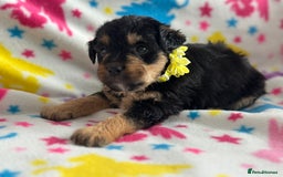 Jackapoo dogs for sale: Jackapoos  - Image 8