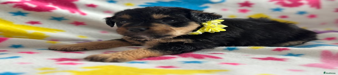 Jackapoo Puppy Mr Yellow 