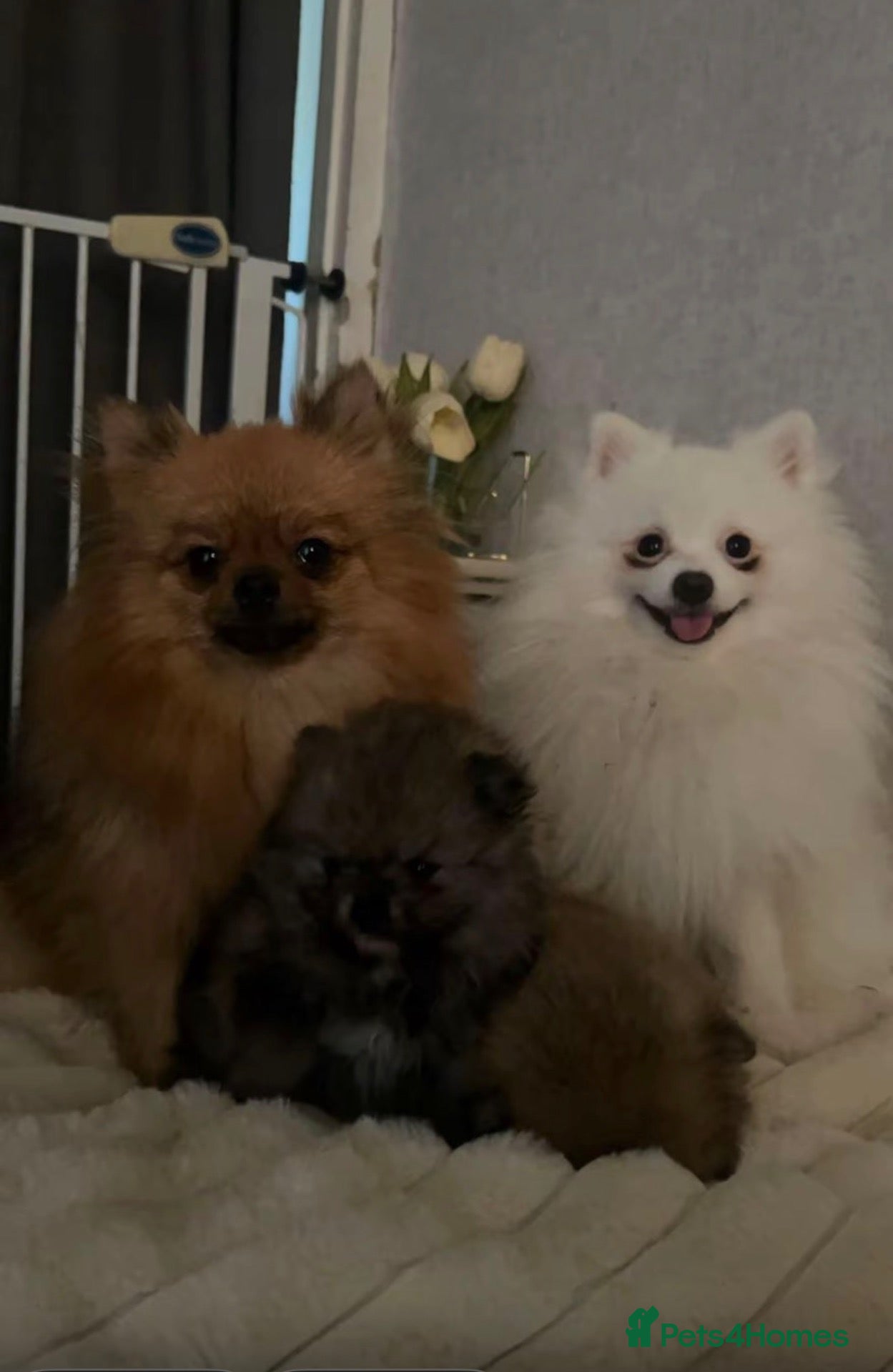 Pomeranian dogs 2 beautiful pomeranians  - Advert 1