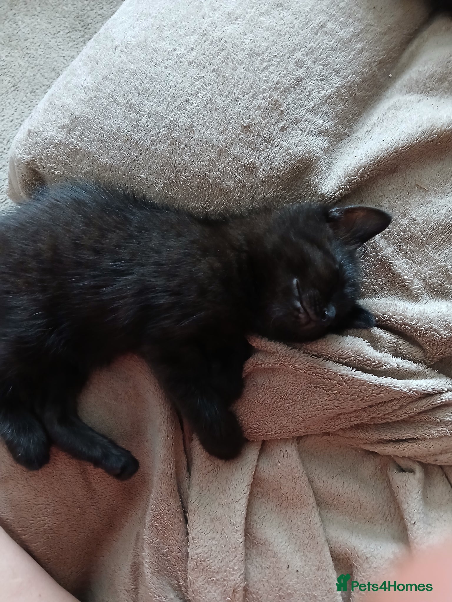 Mixed Breed cats for sale:  Black chocolate Ragdoll cross american bobtailcat in Lancing - Advert 4