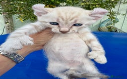 Keetso cats for sale: Gob smacking curled eared polydactyl male  - Image 1