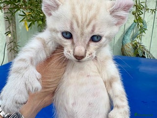 Keetso cats - Advert 5