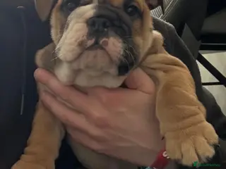 English Bulldog dogs English Bulldog KC reg - Advert 4