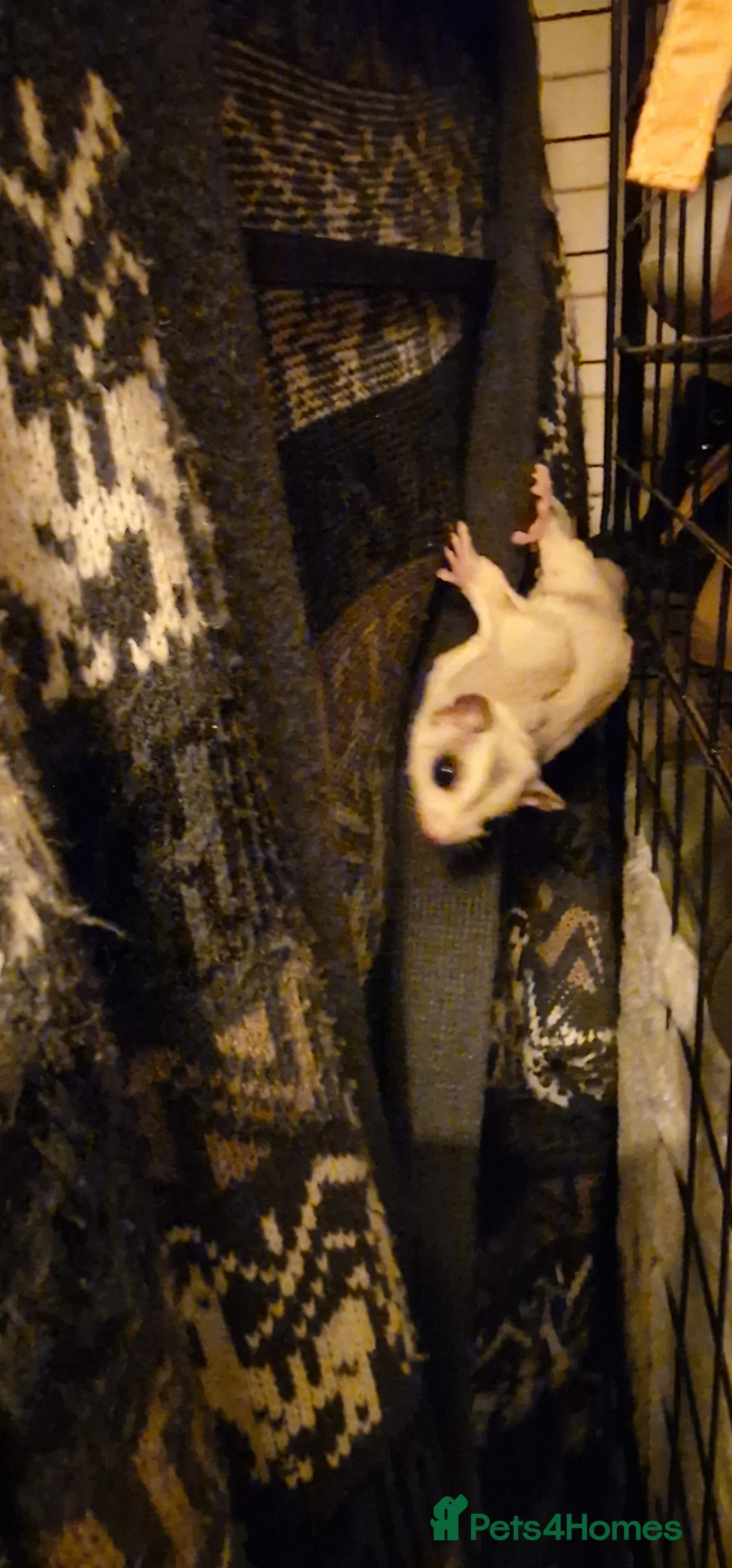 Sugar Glider rodents for sale: 3 beautiful sugar gliders looking for new home - Advert 1