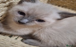Ragamese cats for sale: 1 boy 1 girl ragamese kittens - Image 3