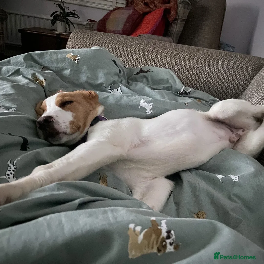 Mixed Breed dogs for adoption: Merlin - Advert 8