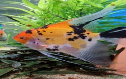 Angelfish fish for sale: Koi Angelfish - Image 2