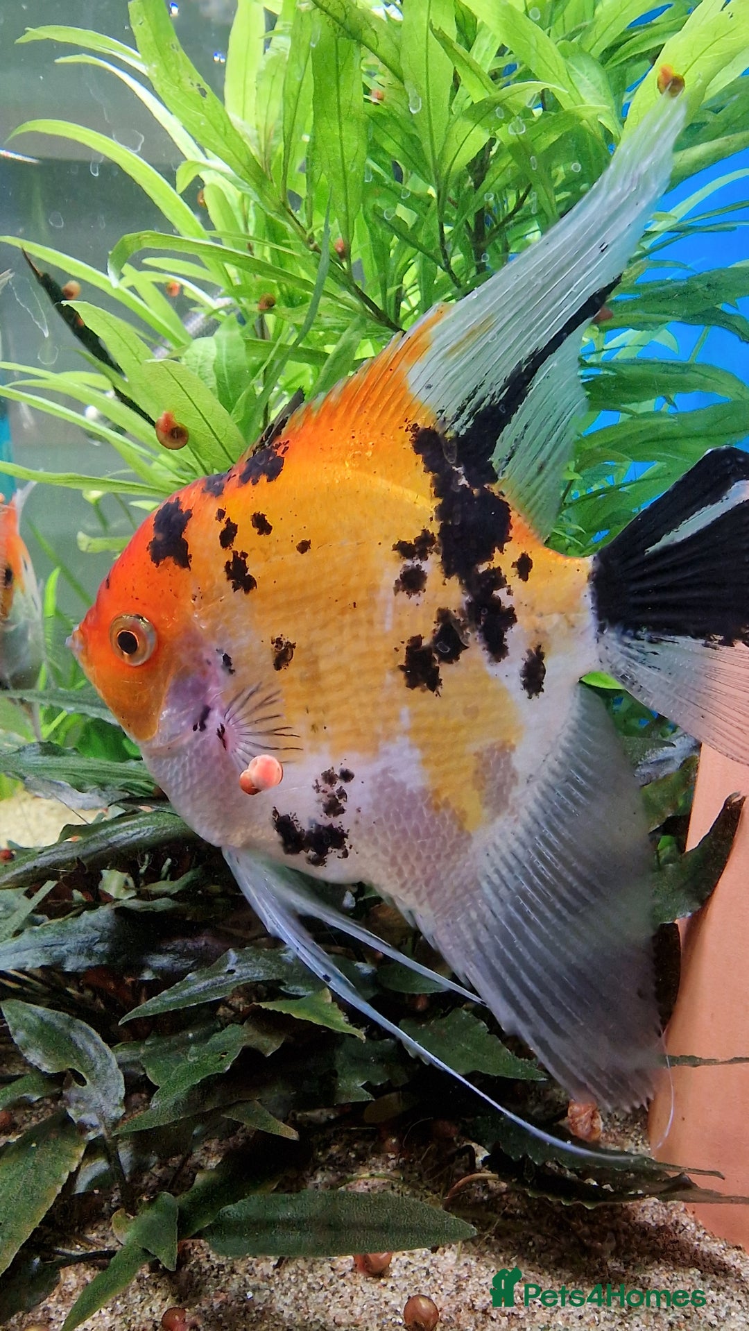 Angelfish fish for sale: Koi Angelfish - Image 2