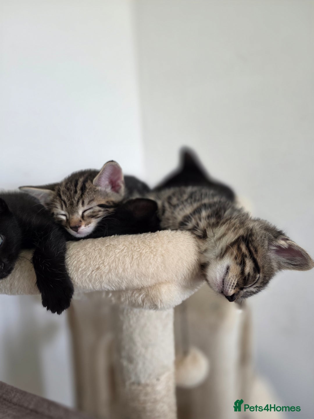 Bengal cats for sale: 2 Gorgeous Bengal x Short Hair kittens for sale - Image 7