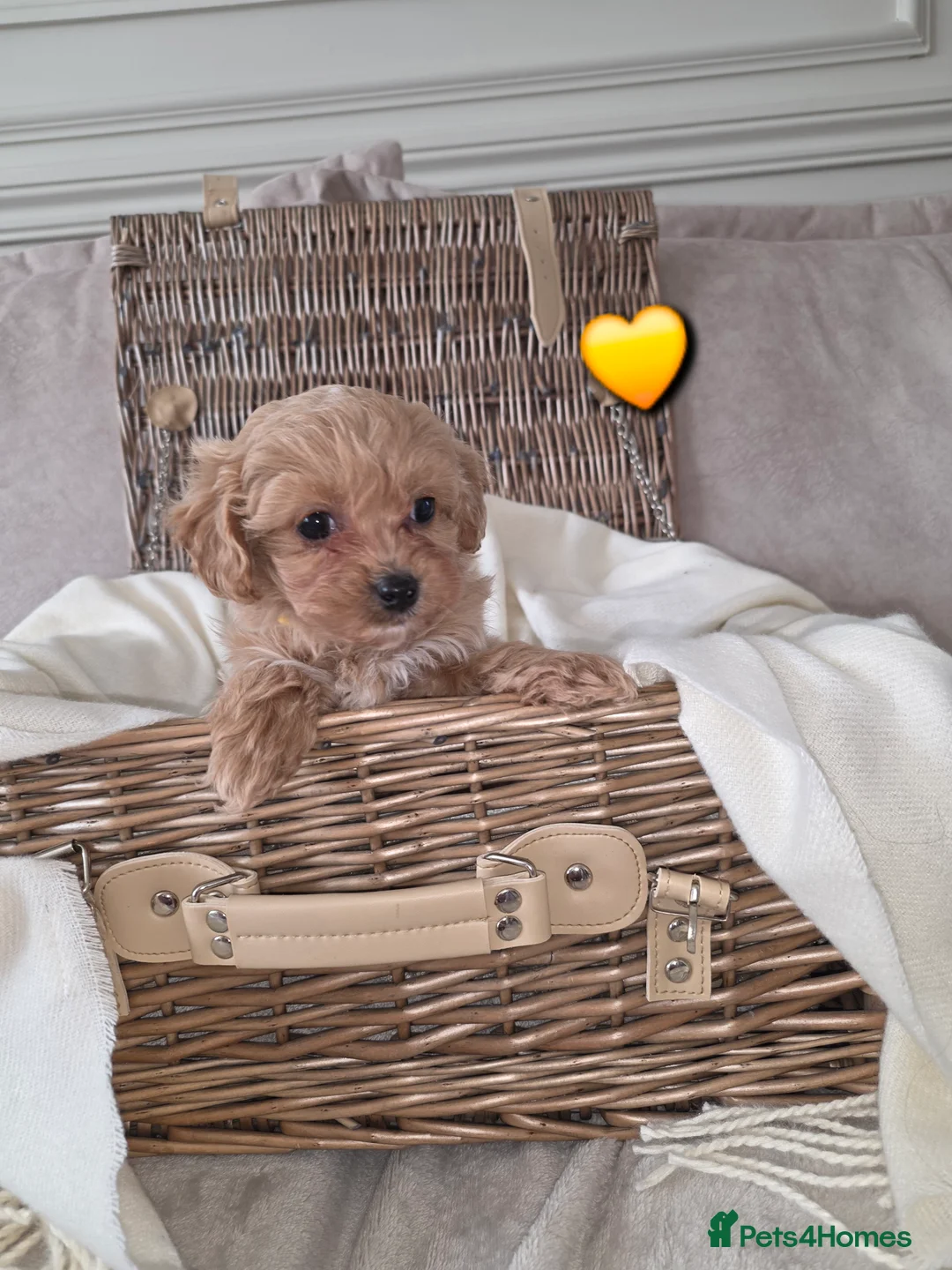 Maltipoo dogs for sale: Five gorgeous multi-poo puppies 3boys 2 girls - Advert 10