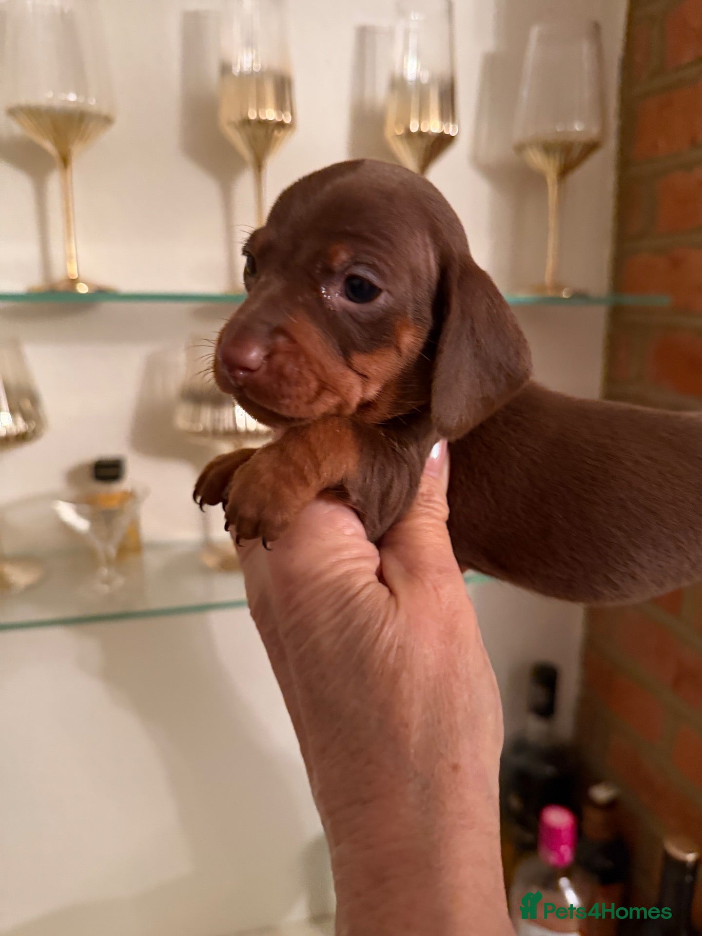Miniature Dachshund dogs BEAUTIFUL K.C REGISTERED MINIATURE DACHSHUNDS  - Advert 12