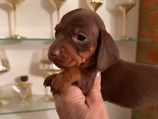 Miniature Dachshund dogs BEAUTIFUL K.C REGISTERED MINIATURE DACHSHUNDS - Advert 12