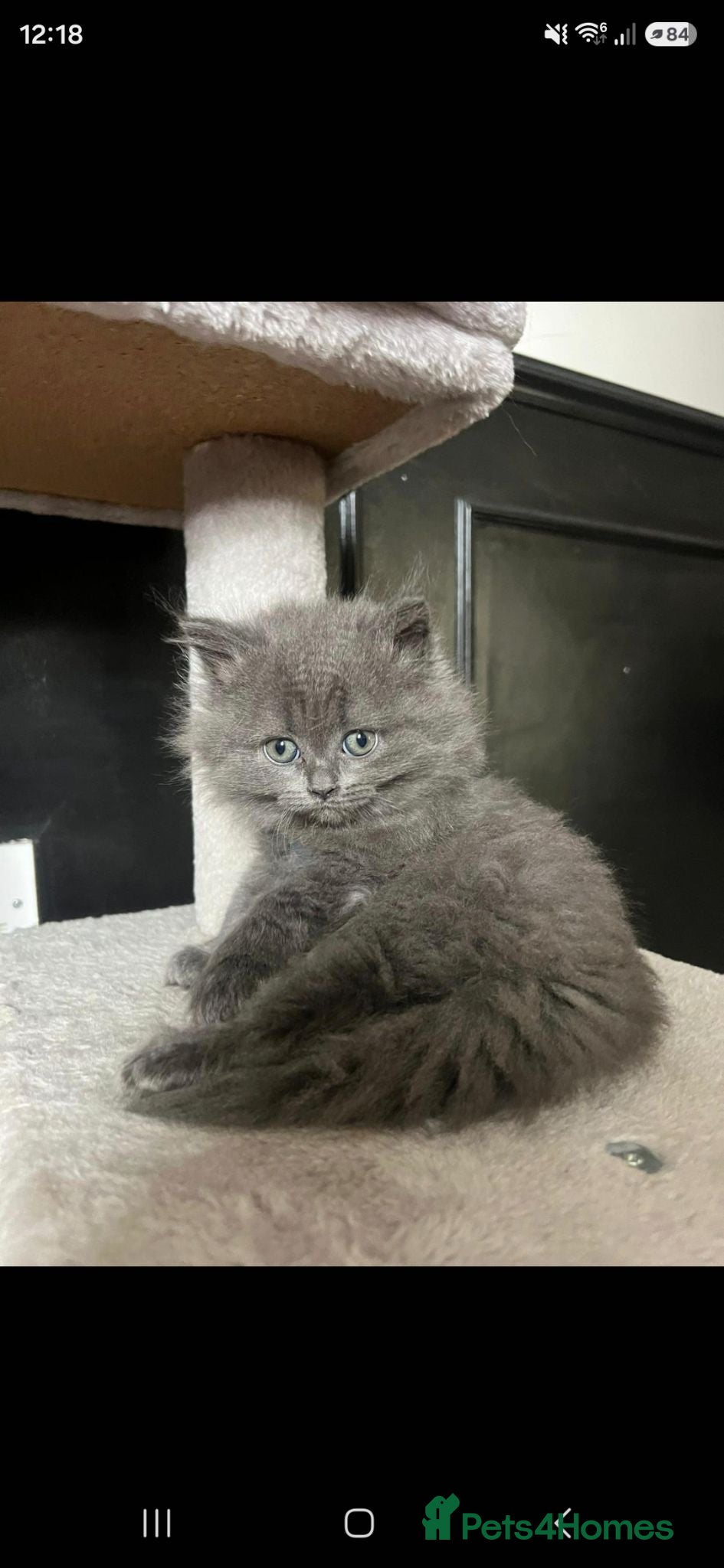 Scottish Fold cats Beautiful Blue Scottish Straight kitten - Advert 4