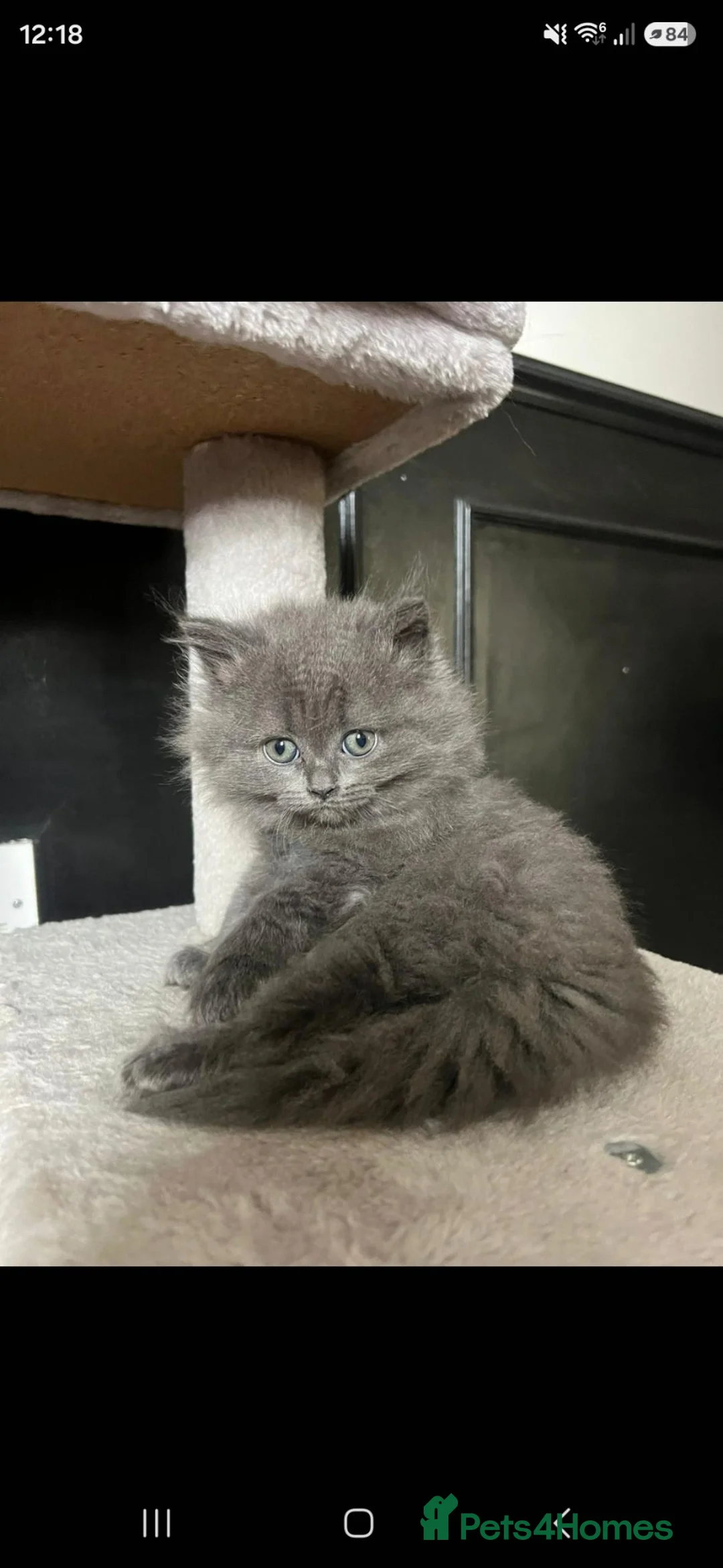 Scottish Fold cats for sale: Beautiful Blue Scottish Straight kitten - Advert 1