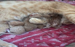 Siberian cats for sale: Ginger Siberian cross  - Image 1