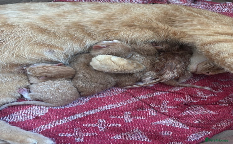 Siberian cats - Advert 1