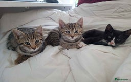 Bengal cats for sale: Bengal Torbie mix kittens, 1 female, 2 male - Image 1