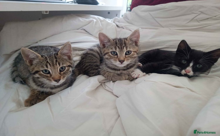 Bengal cats - Advert 2