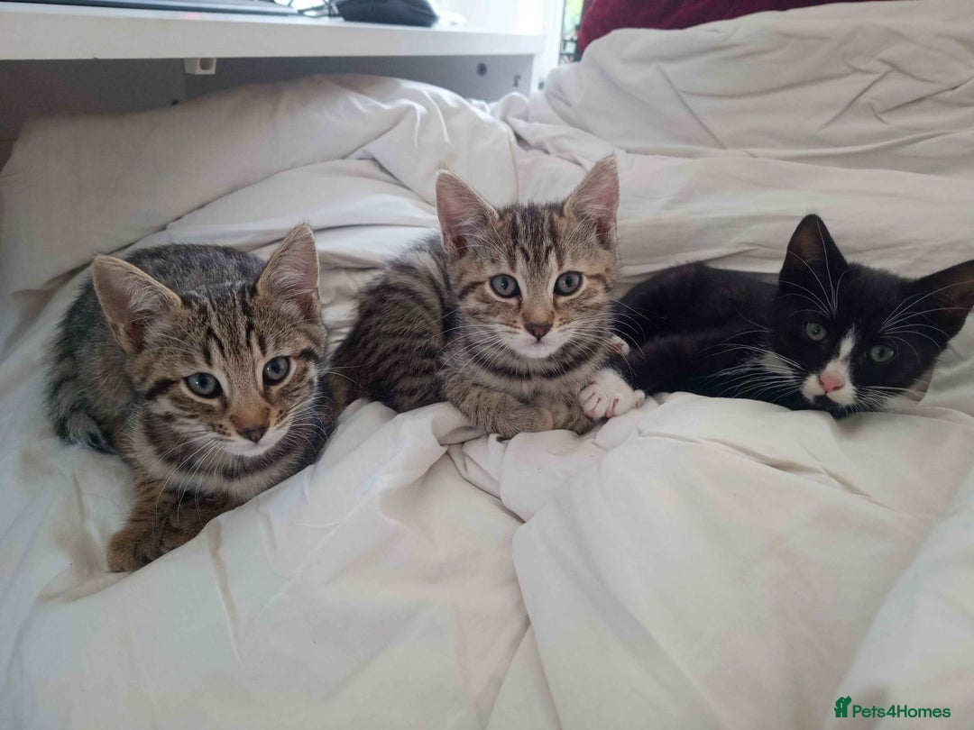 Bengal cats for sale: Bengal Torbie mix kittens, 1 female, 2 male - Image 1