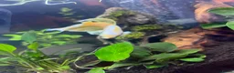 Bettas fish for sale: Elephant ear beta fish for sale with tank in Telford - Advert 8