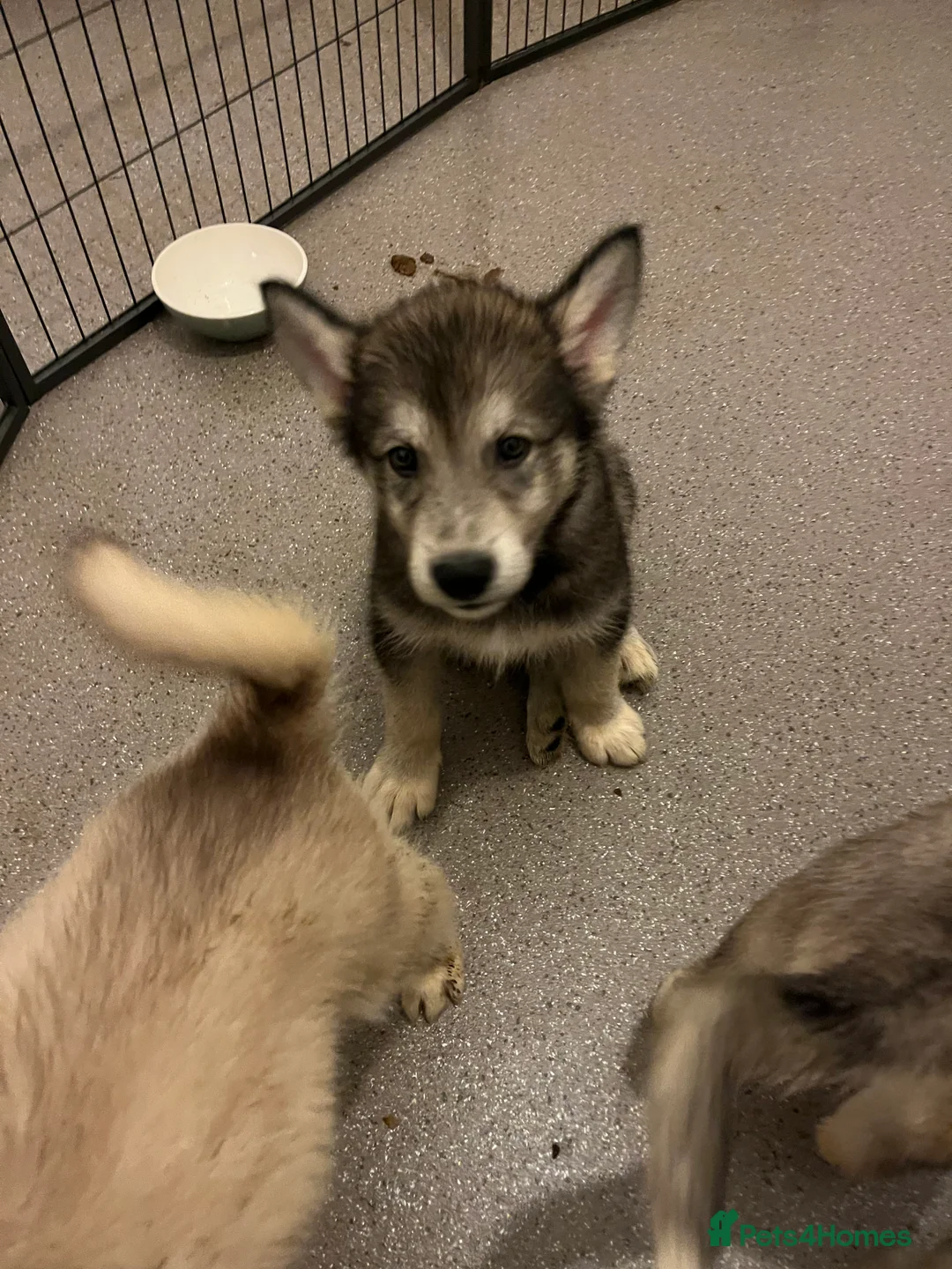 Northern Inuit dogs for sale: Northern Innuit puppies for sale  - Advert 20