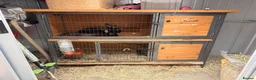 Mixed Breed rabbits for sale: Two black bunnies needing a new loving home. in East Grinstead - Advert 1