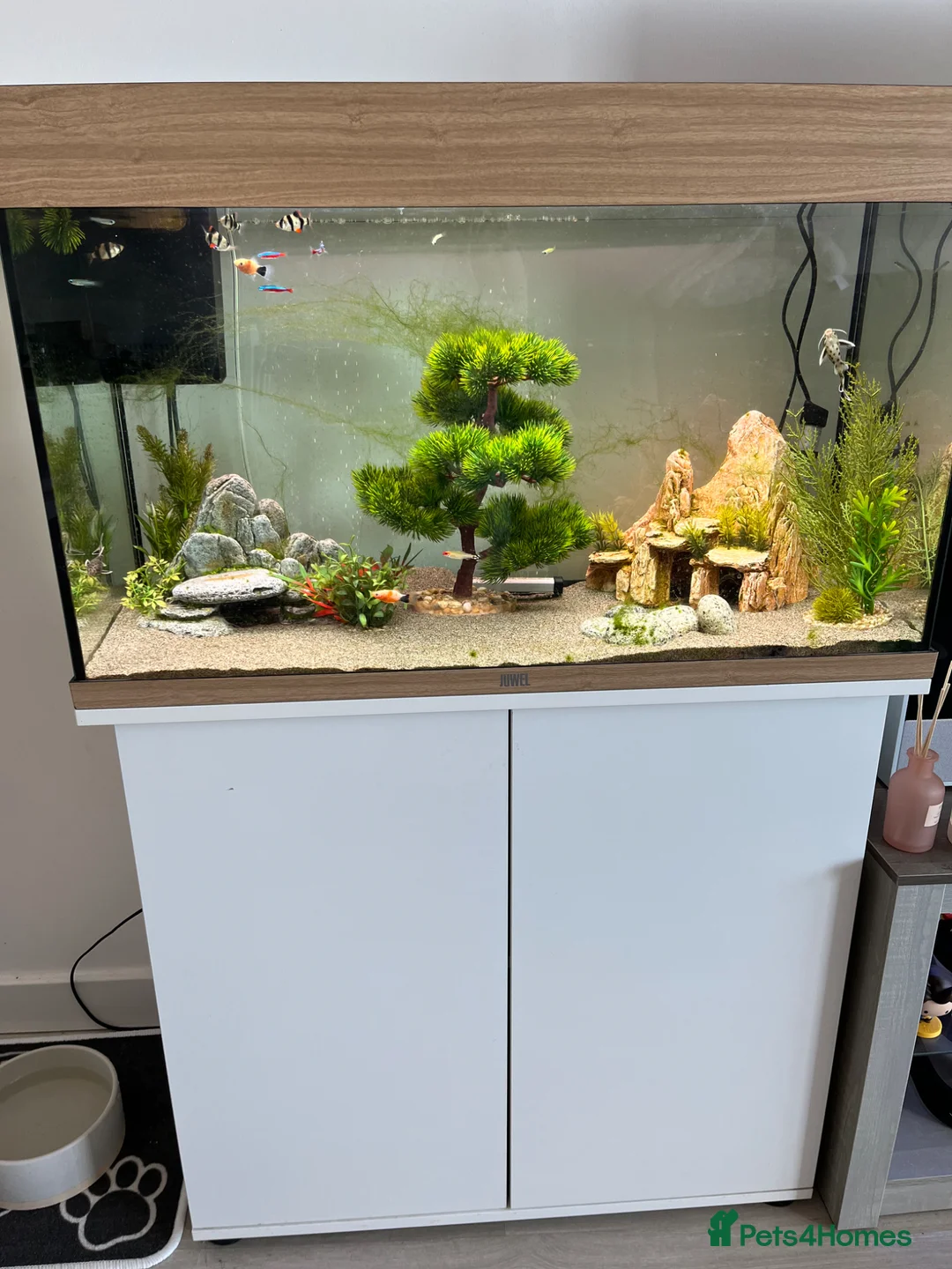 Other/Mixed Breed fish for sale: Fish need to be rehomed  - Advert 1