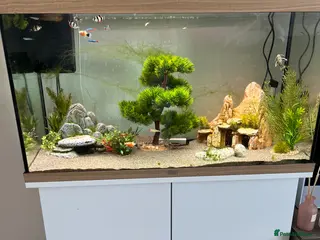 Other/Mixed Breed fish Fish need to be rehomed - Advert 4