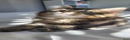 Maine Coon cats for sale: 5 Gorgeous Kittens Maine Coon Tabby Mix - Advert 12