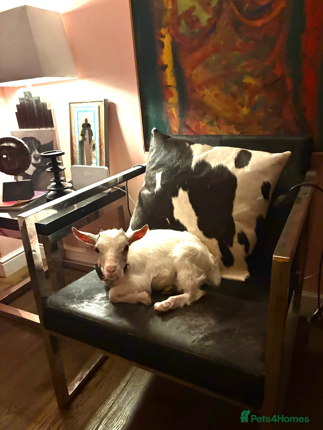 Dartmoor horses for sale: Two mini Shetlands  - Advert 3