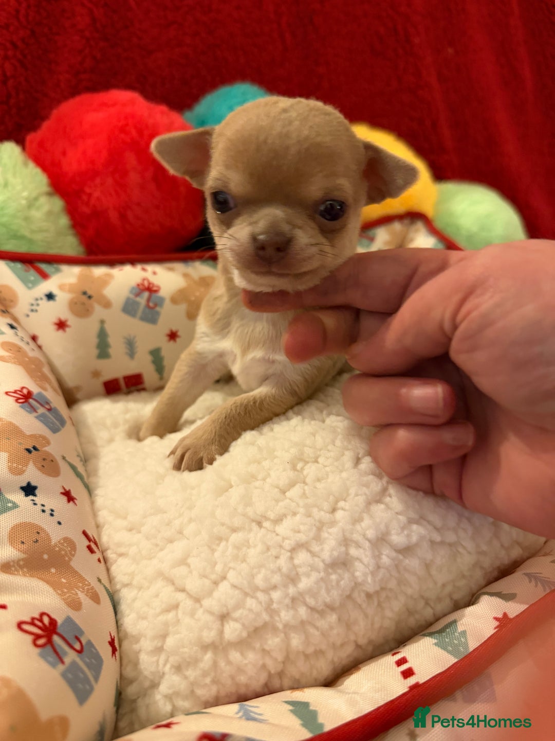 Chihuahua dogs for sale: Tiny apple head chihuahuas - Image 32