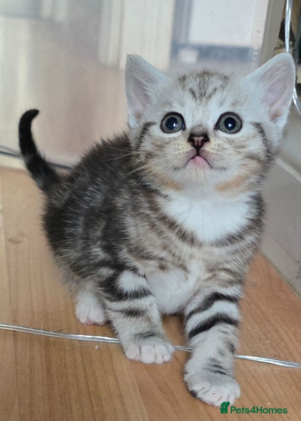 British Shorthair cats Beautiful British Shorthair Cross kittens  - Advert 2