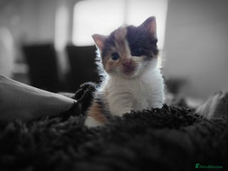 Mixed Breed cats 5 Fabulous kittens - Advert 4