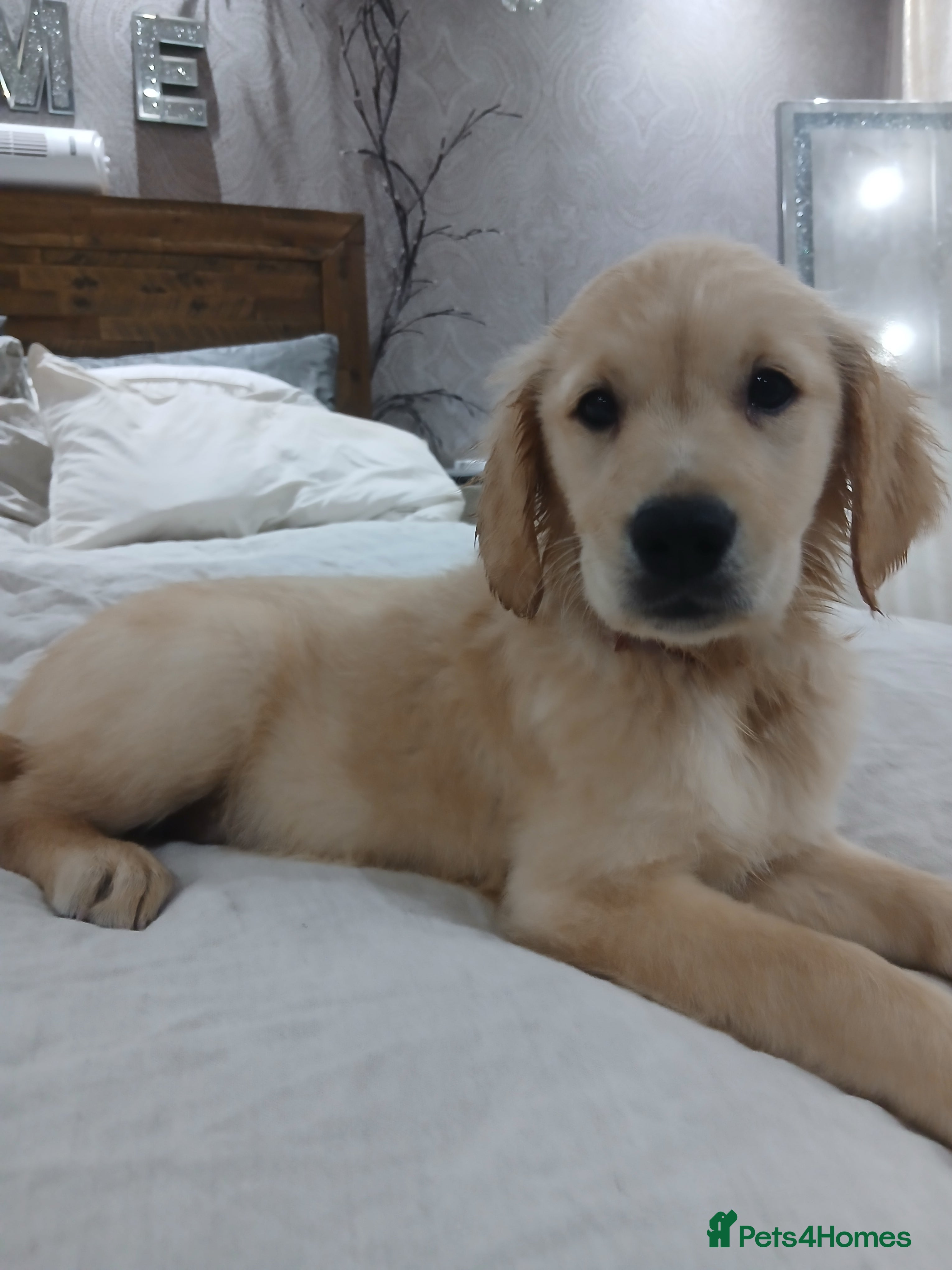 Golden Retriever dogs Ready to leave true gold colored golden retrievers - Advert 2