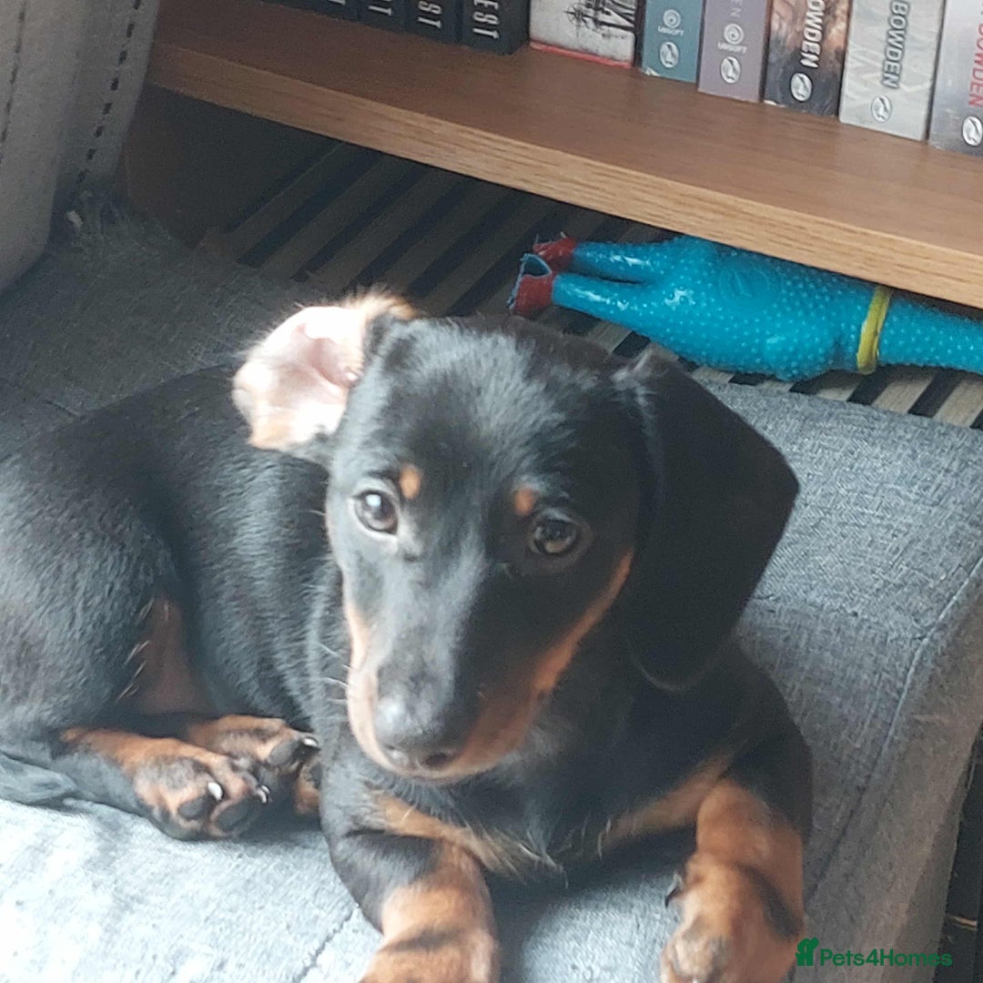 Miniature Dachshund dogs for sale: Dashound puppies for sale  - Image 3
