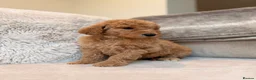 Goldendoodle dogs for sale: Super Quality Doodles  - Advert 22