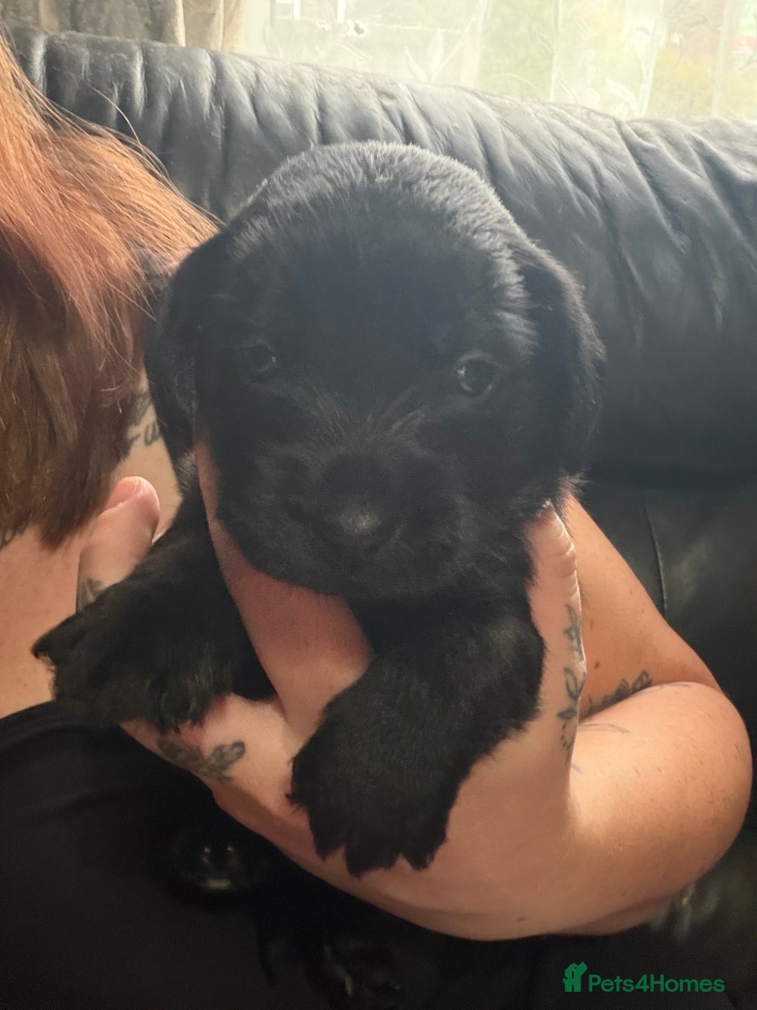 Mixed Breed dogs for sale: Labrador X Yorkshire terrier  - Image 4