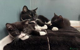 Russian Blue cats for sale: Part Ragdoll and Russian Blue Kittens for sale - Image 9