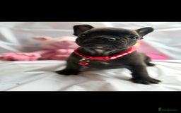 French Bulldog dogs for sale: French bulldog puppies - Image 8