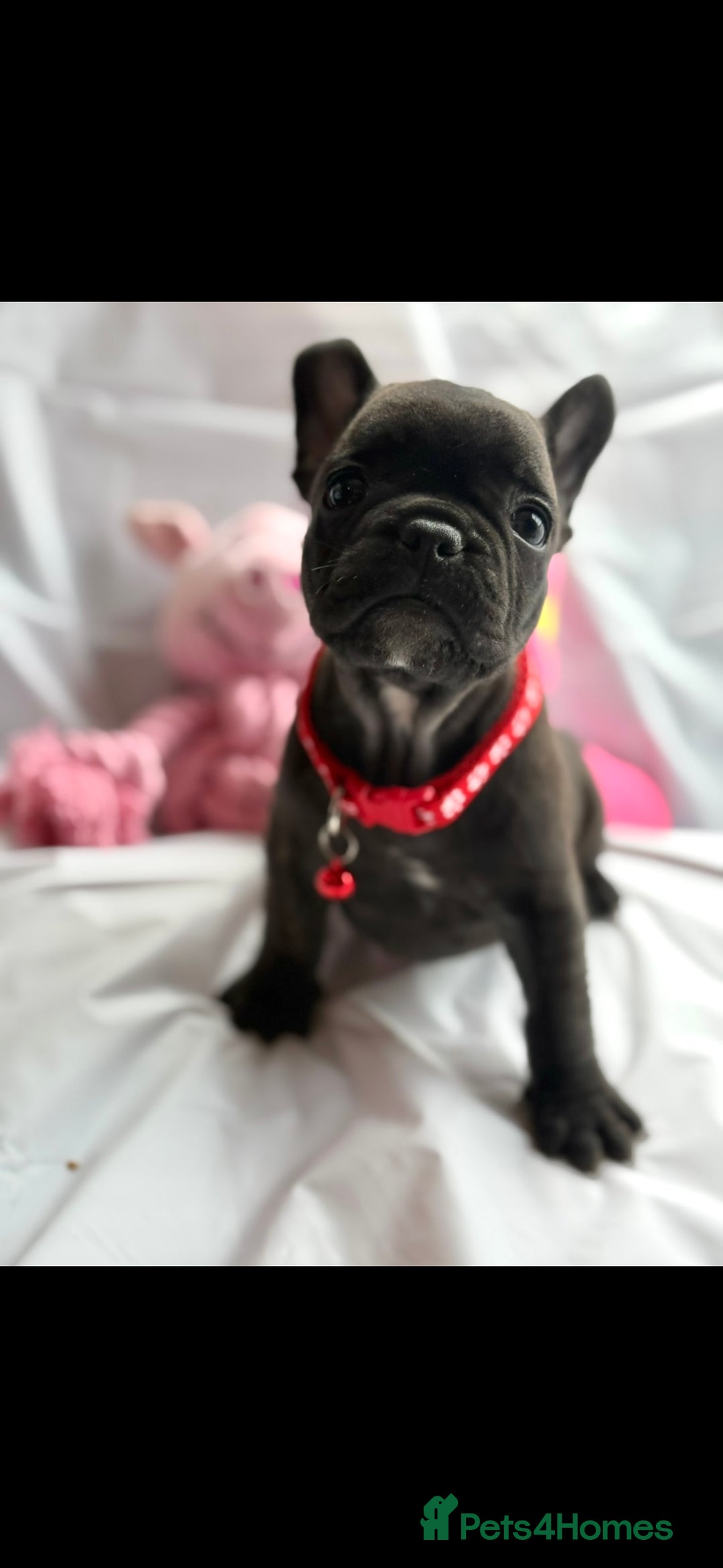 French Bulldog dogs for sale: French bulldog puppies - Image 8
