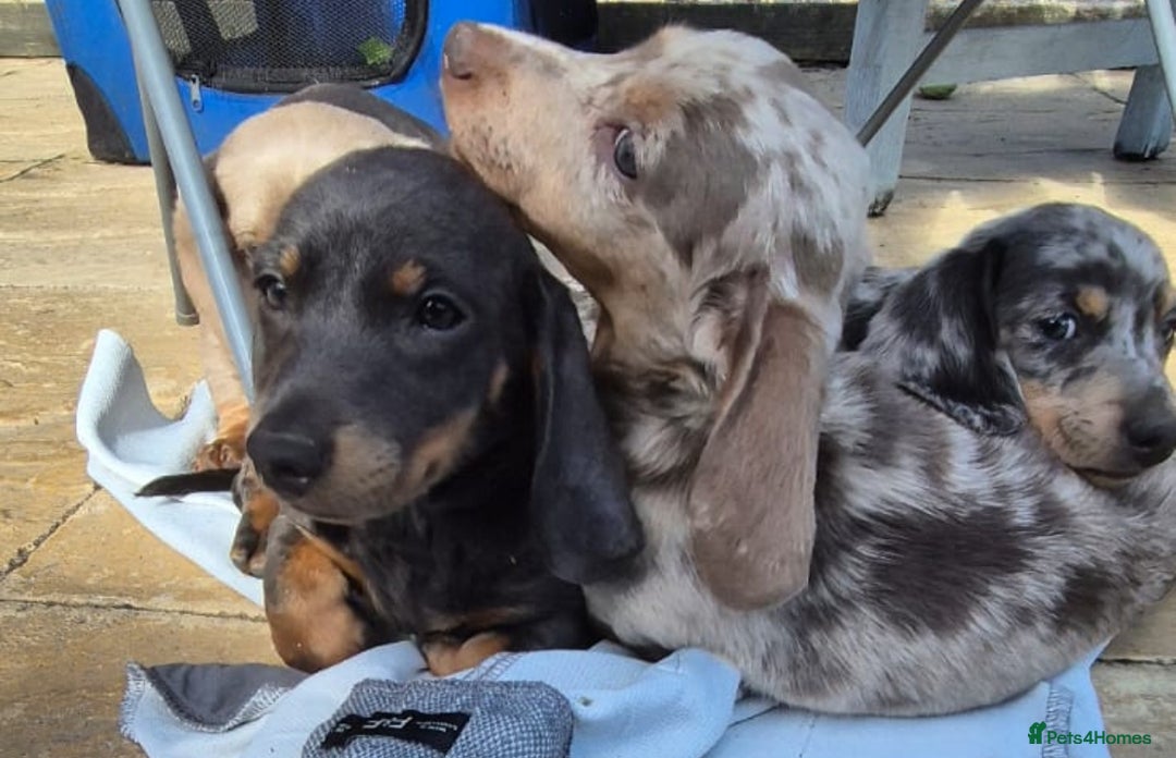 Dachshund dogs for sale: Dachshund puppies  - Image 17